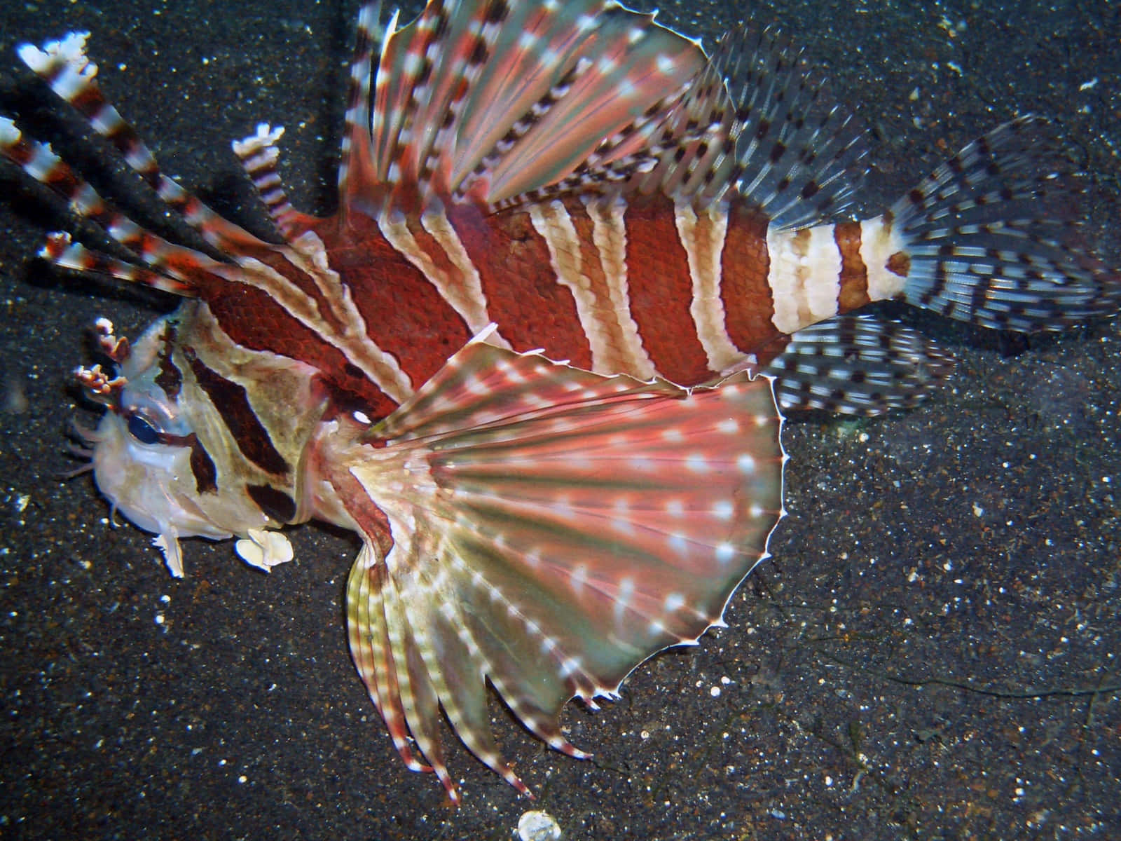 Zebra Lionfish Underwater Display Wallpaper