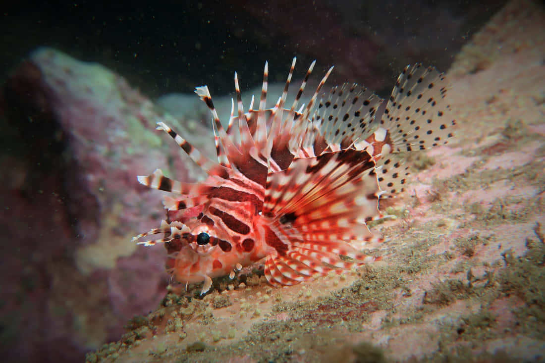 Zebra Lionfish Underwater Display Wallpaper