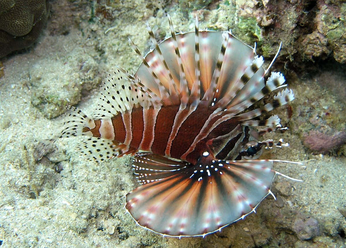 Zebra Lionfish Underwater Display Wallpaper