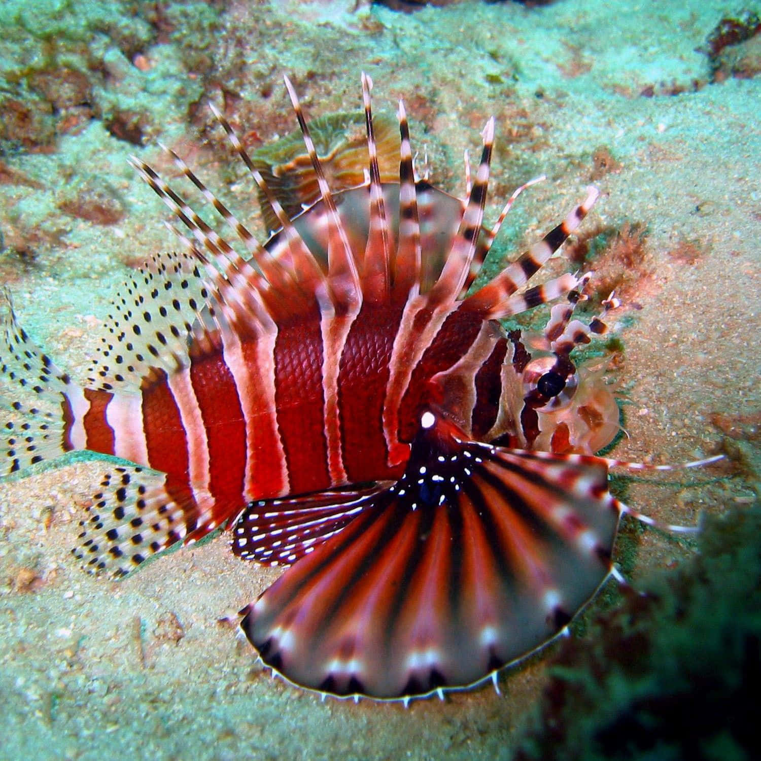 Zebra Lionfish Underwater Display Wallpaper