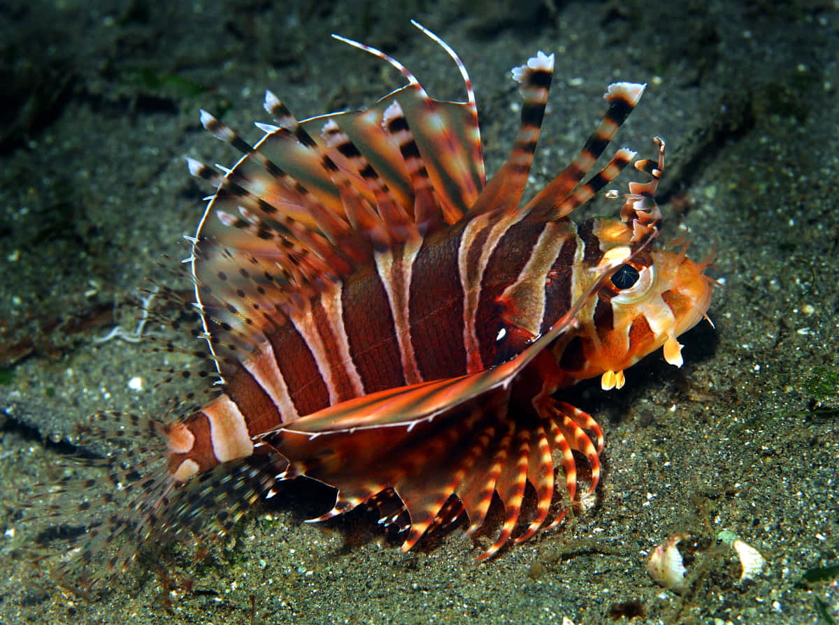 Zebra Lionfish Underwater Photography Wallpaper