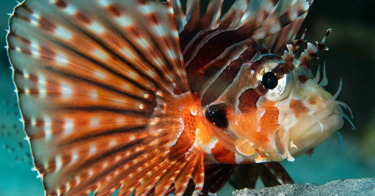 Zebra Lionfish Underwater Portrait Wallpaper