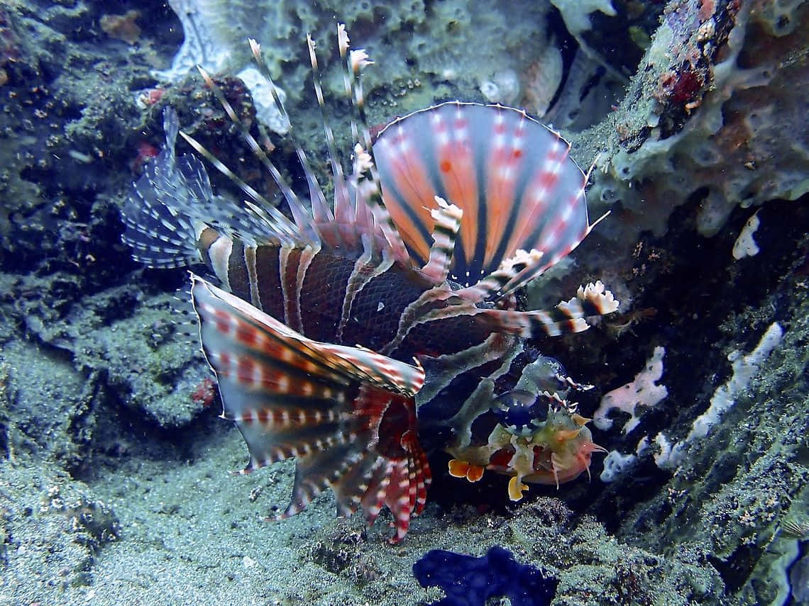 Zebra Lionfish Underwater Scene Wallpaper