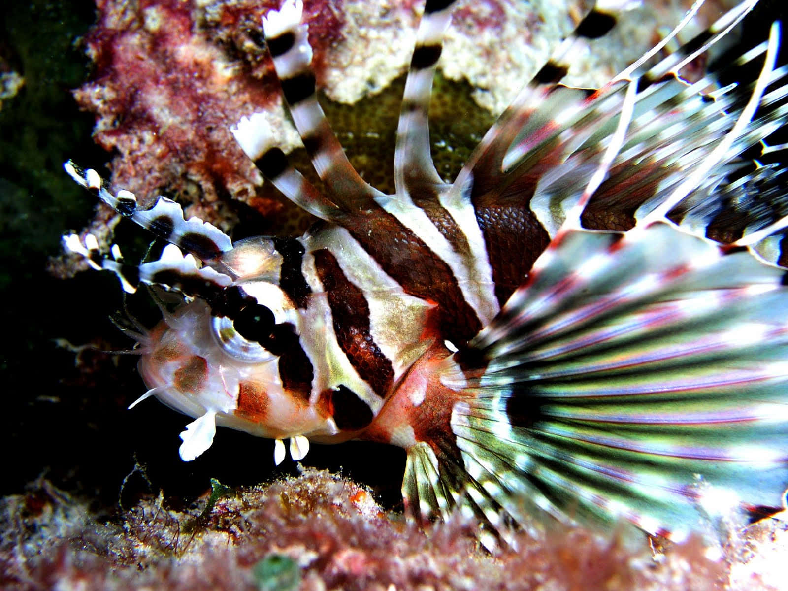 Zebra Lionfishin Natural Habitat.jpg Wallpaper