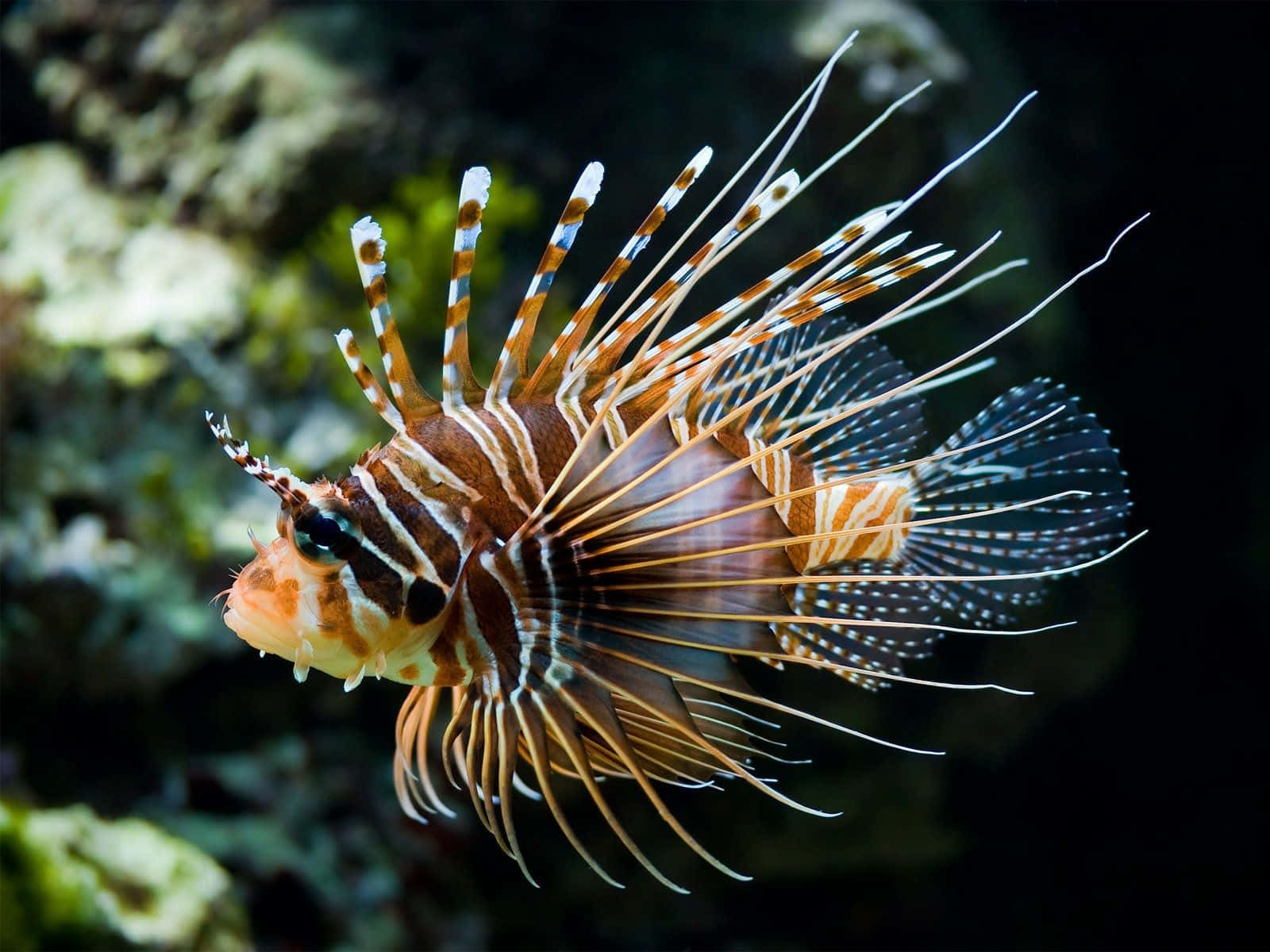 Zebra Lionfishin Natural Habitat.jpg Wallpaper