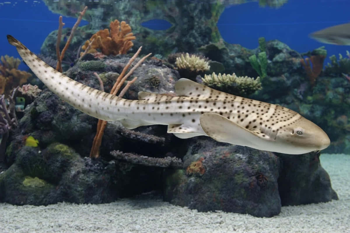 Zebra Shark Aquarium Scene Wallpaper