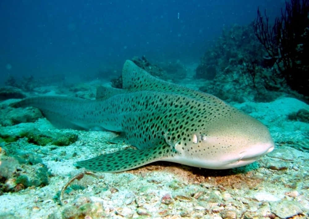 Zebra Shark Restingon Ocean Floor Wallpaper