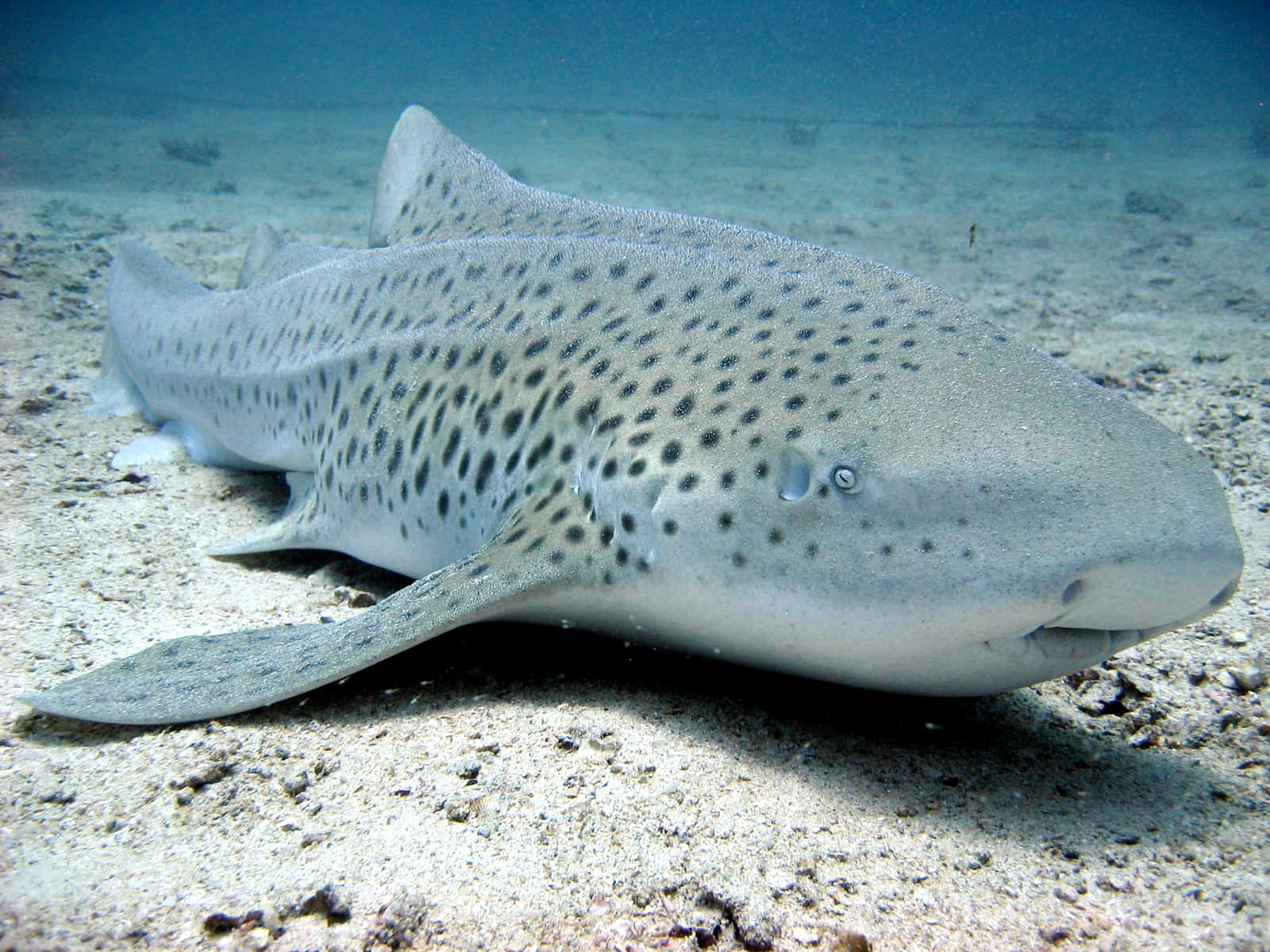 Zebra Shark Restingon Seabed Wallpaper