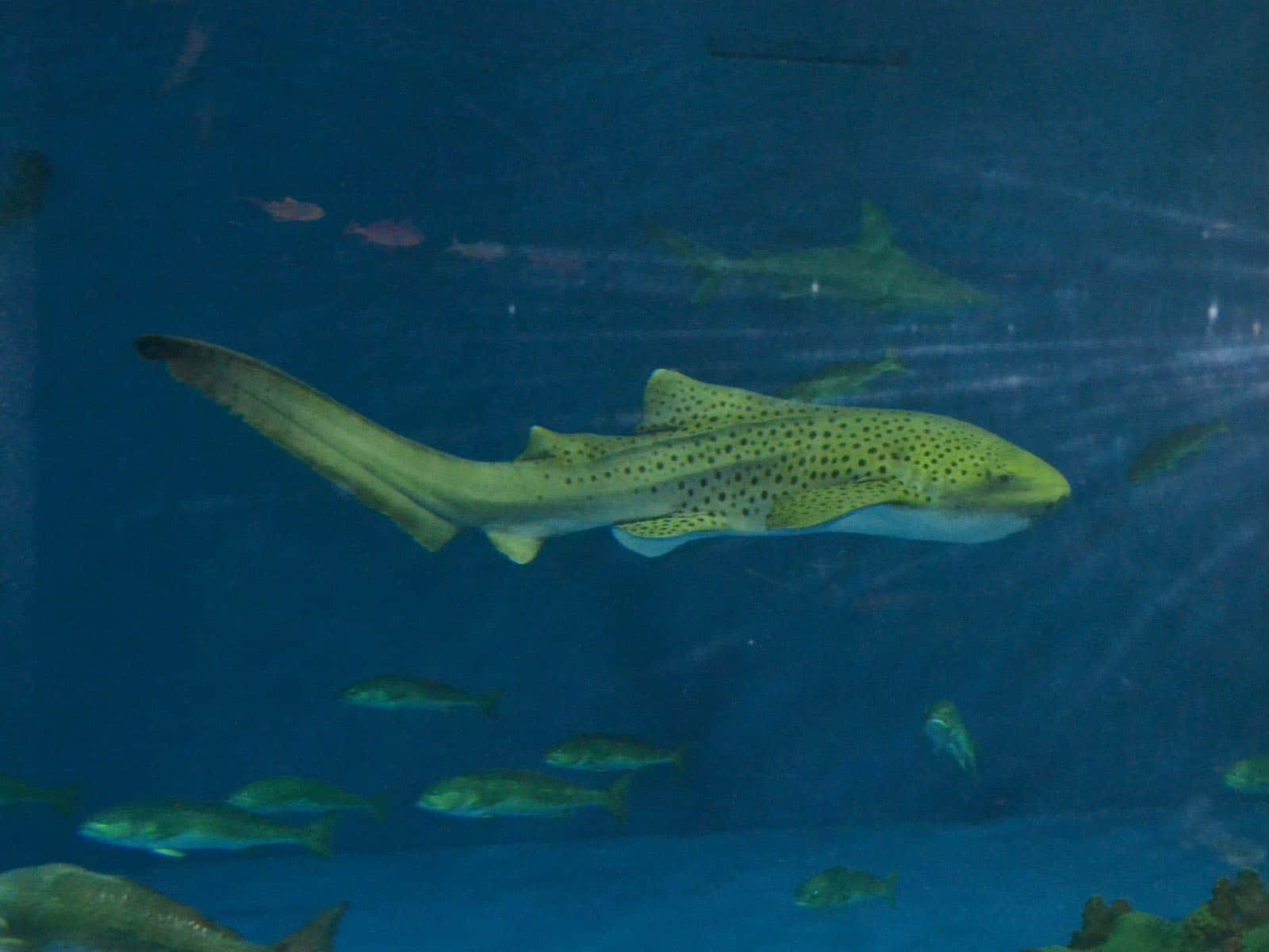 Zebra Shark Swimming Aquarium Wallpaper