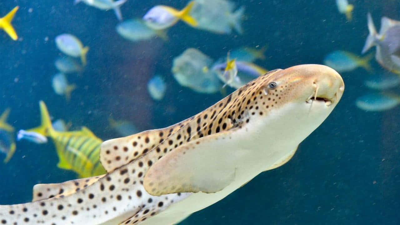 Zebra Shark Swimming Aquarium Wallpaper