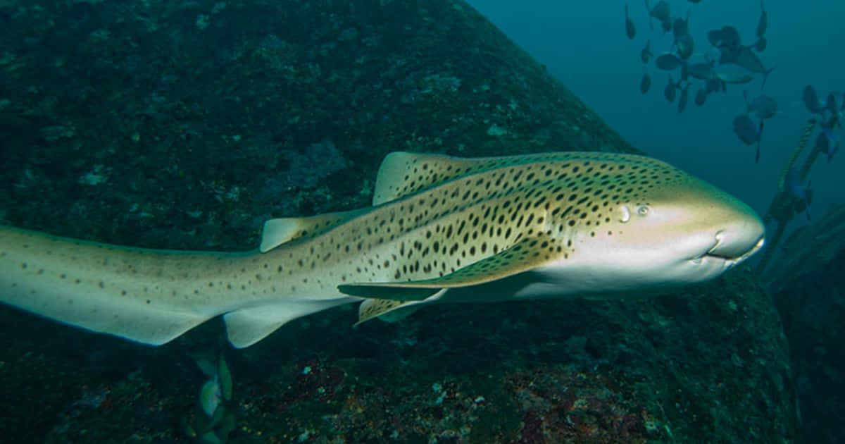 Zebra Shark Swimming Near Seabed.jpg Wallpaper