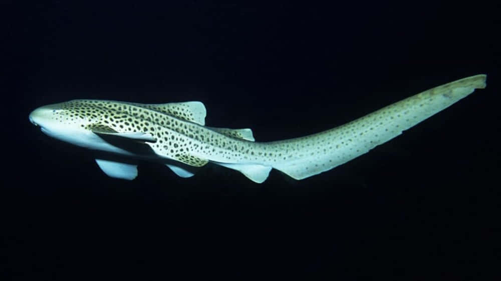 Zebra Shark Swimmingin Deep Blue Wallpaper