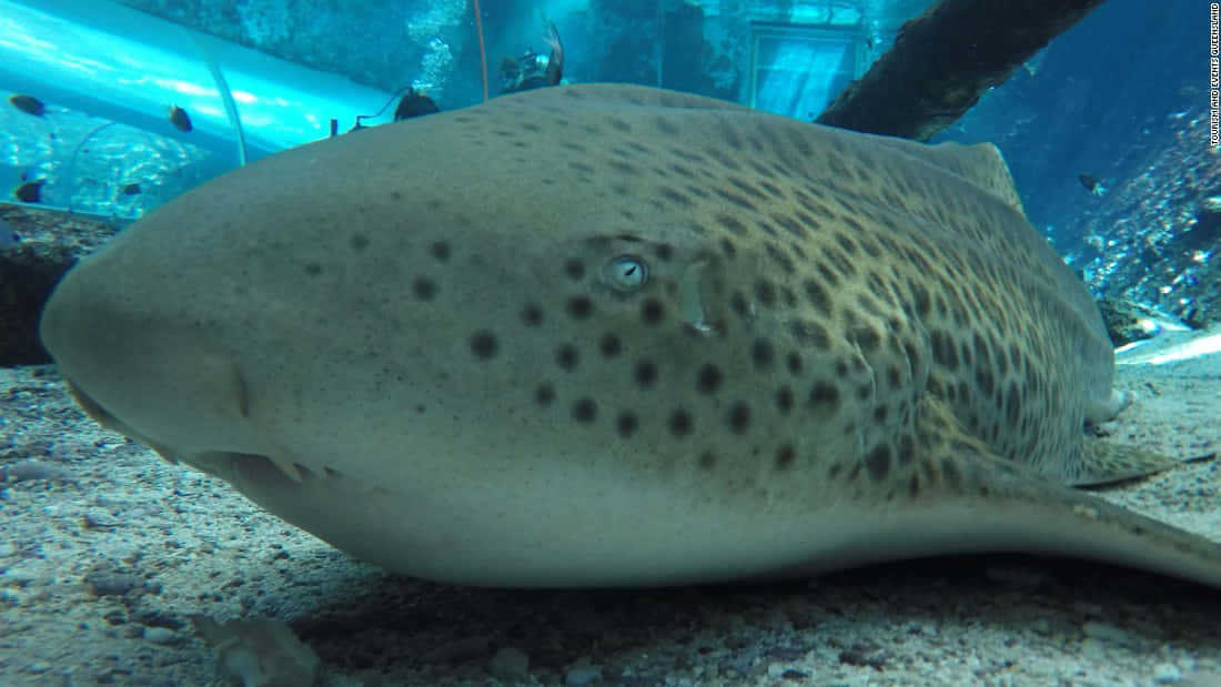 Zebra Shark Up Close Wallpaper