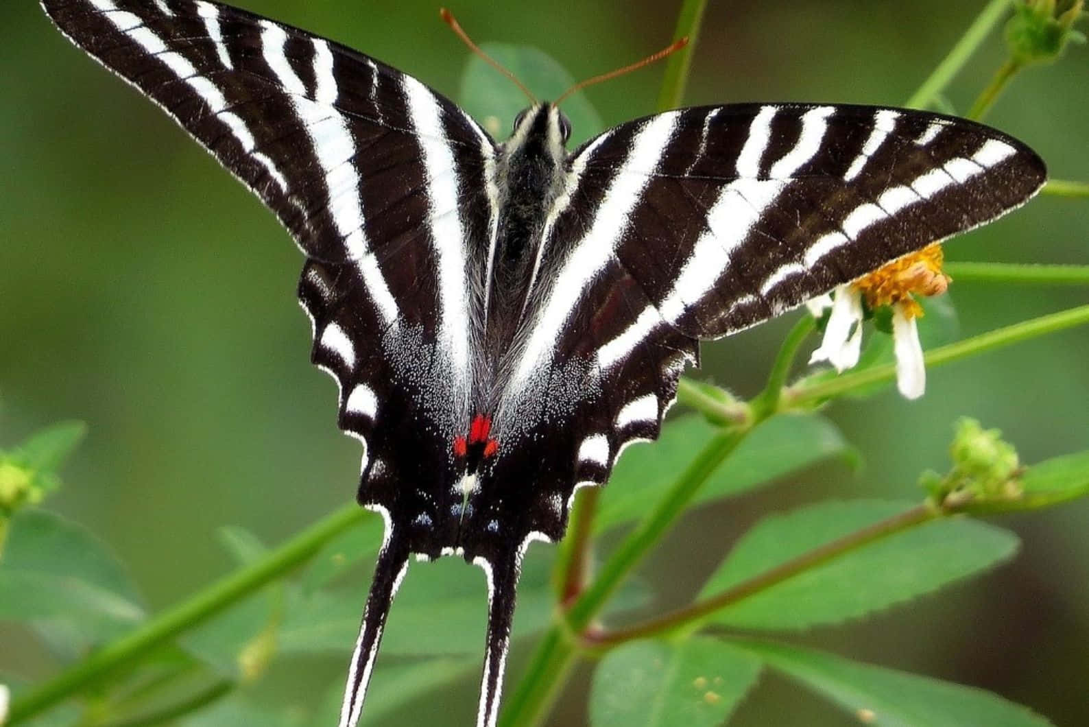 Zebra_ Swallowtail_ Butterfly_on_ Flower.jpg Wallpaper