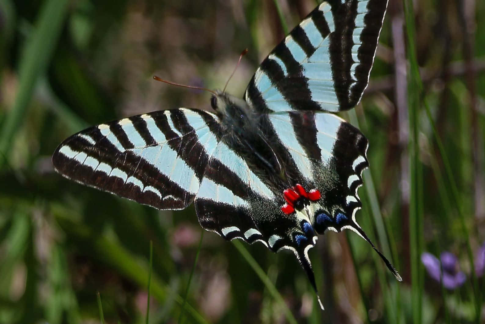 Zebra Swallowtail Butterflyin Nature Wallpaper