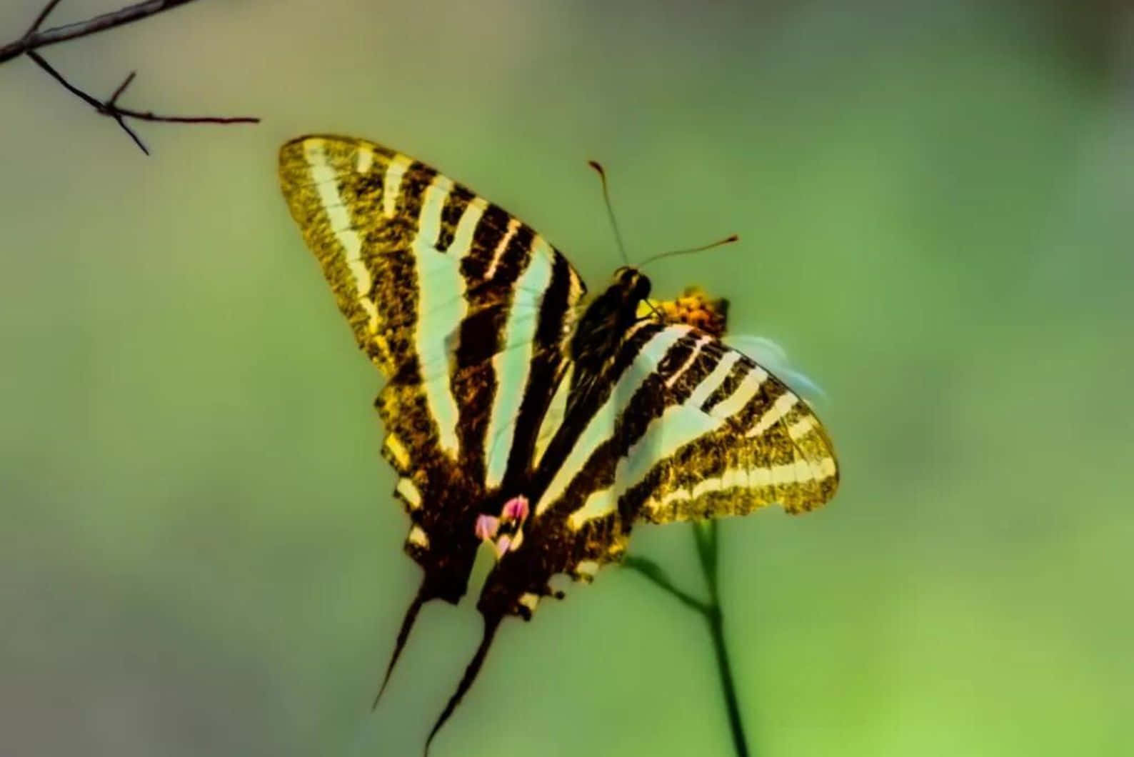 Zebra Swallowtail Butterflyon Branch Wallpaper