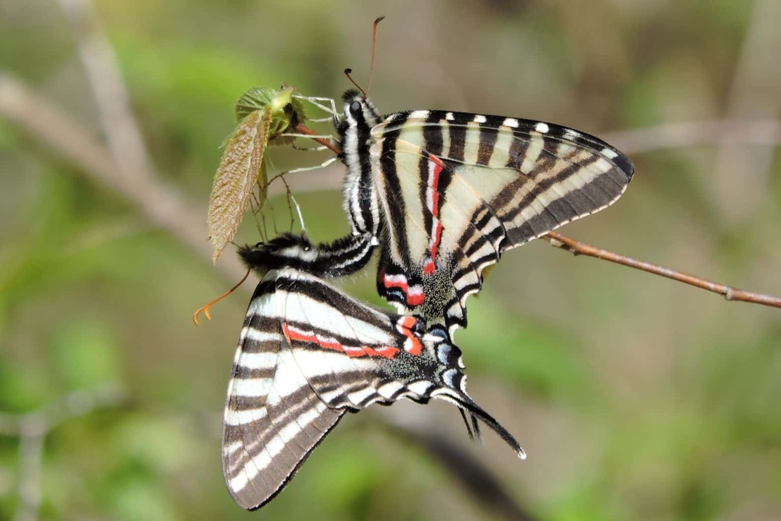 Zebra Swallowtail Butterflyon Branch Wallpaper