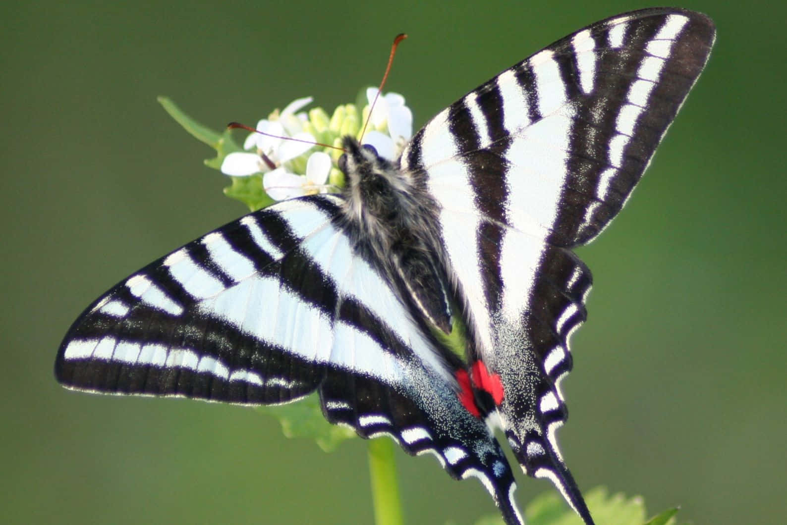 Zebra Swallowtail Butterflyon Flower Wallpaper