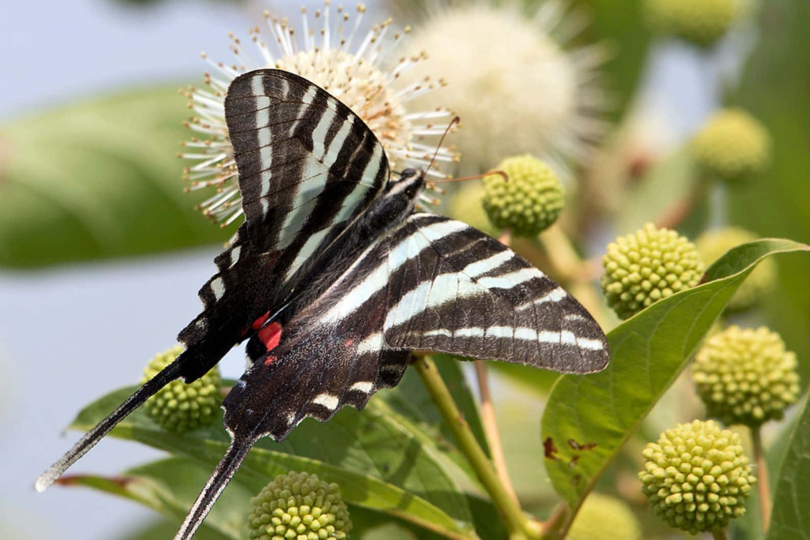 Zebra Swallowtail Butterflyon Flower Wallpaper