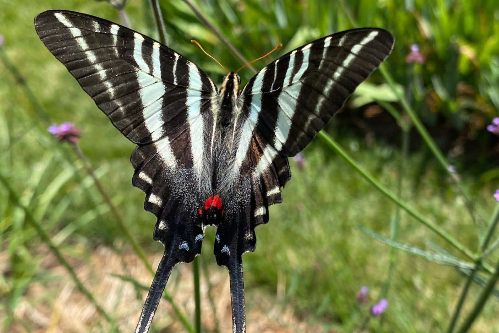 Zebra Swallowtail Butterflyon Flower Wallpaper