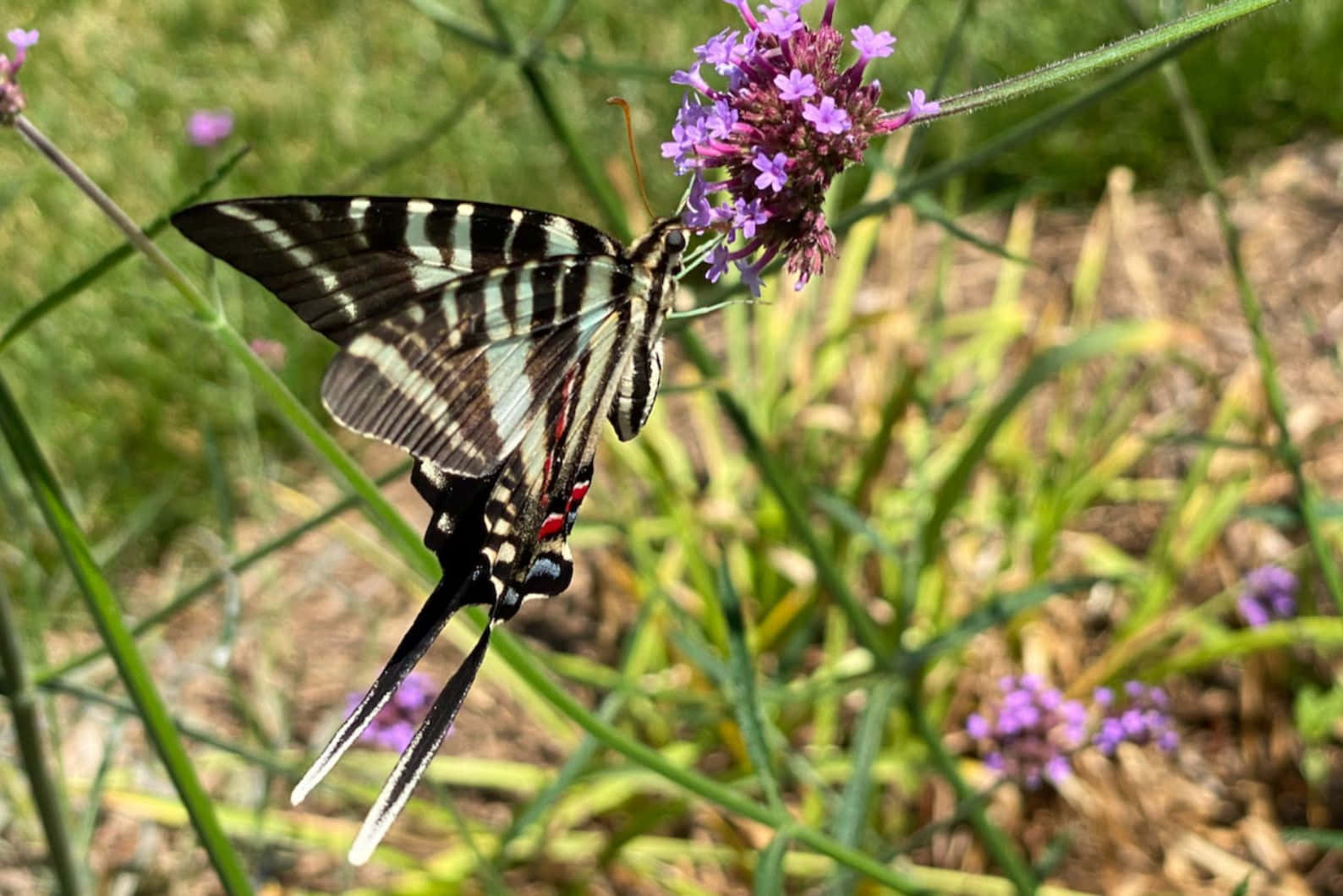 Zebra Swallowtail Butterflyon Flower Wallpaper