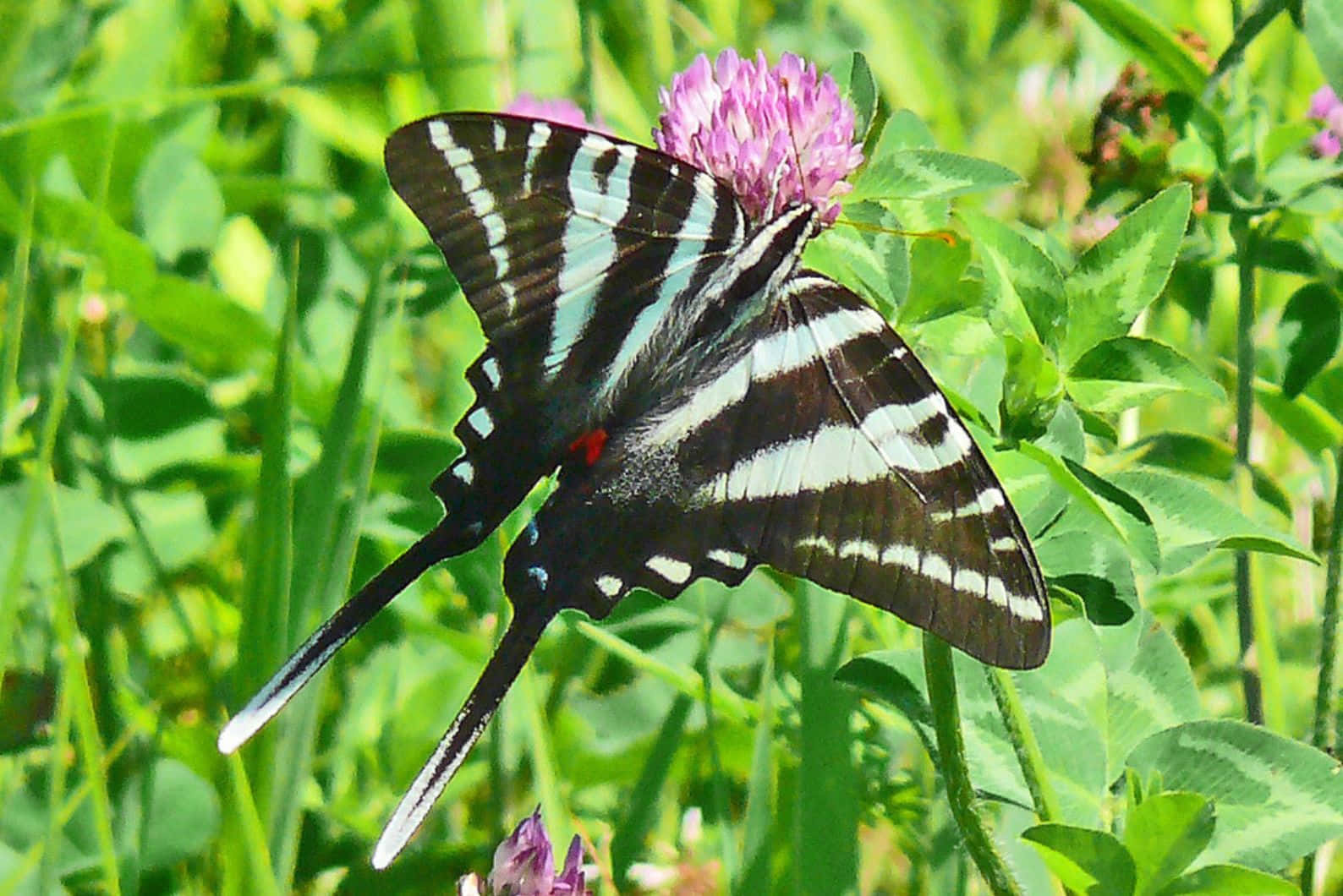 Zebra Swallowtail Butterflyon Flower.jpg Wallpaper