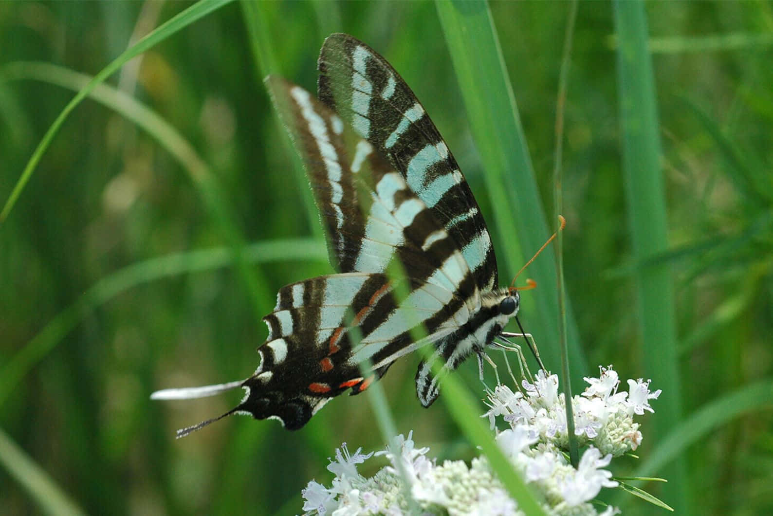 Zebra Swallowtail Butterflyon Flower.jpg Wallpaper