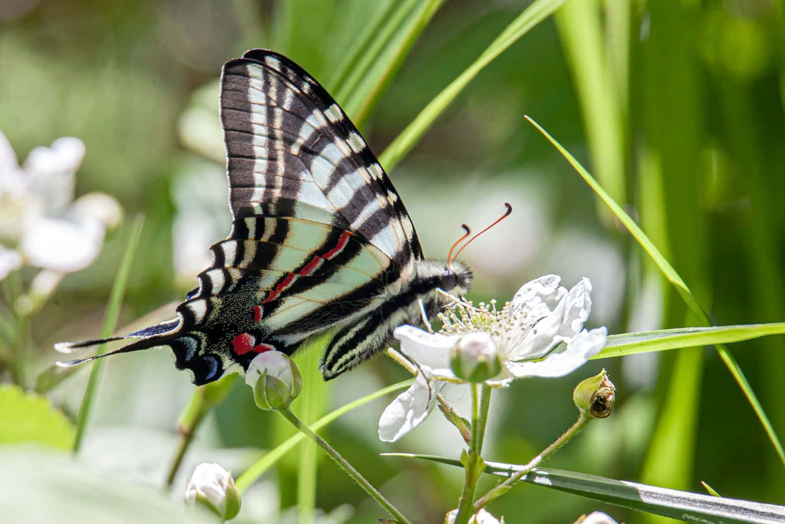 Zebra Swallowtail Butterflyon Flower.jpg Wallpaper