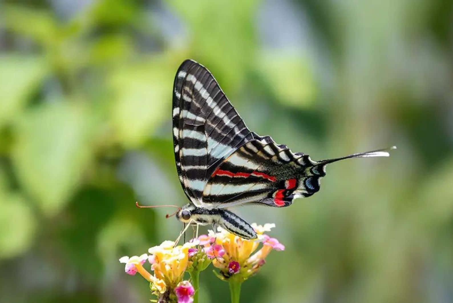 Zebra Swallowtail Butterflyon Flower Wallpaper