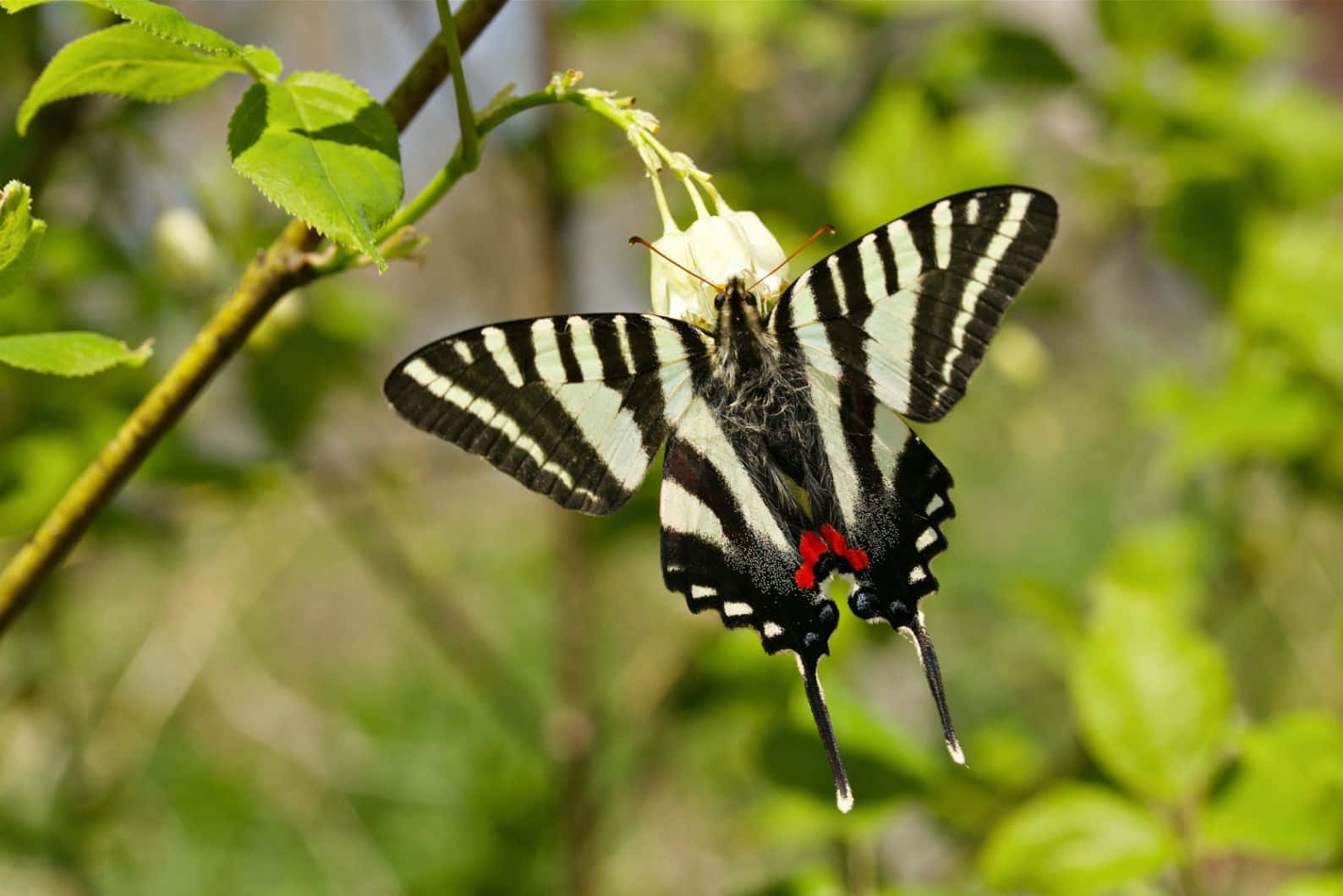 Zebra Swallowtail Butterflyon Flower Wallpaper