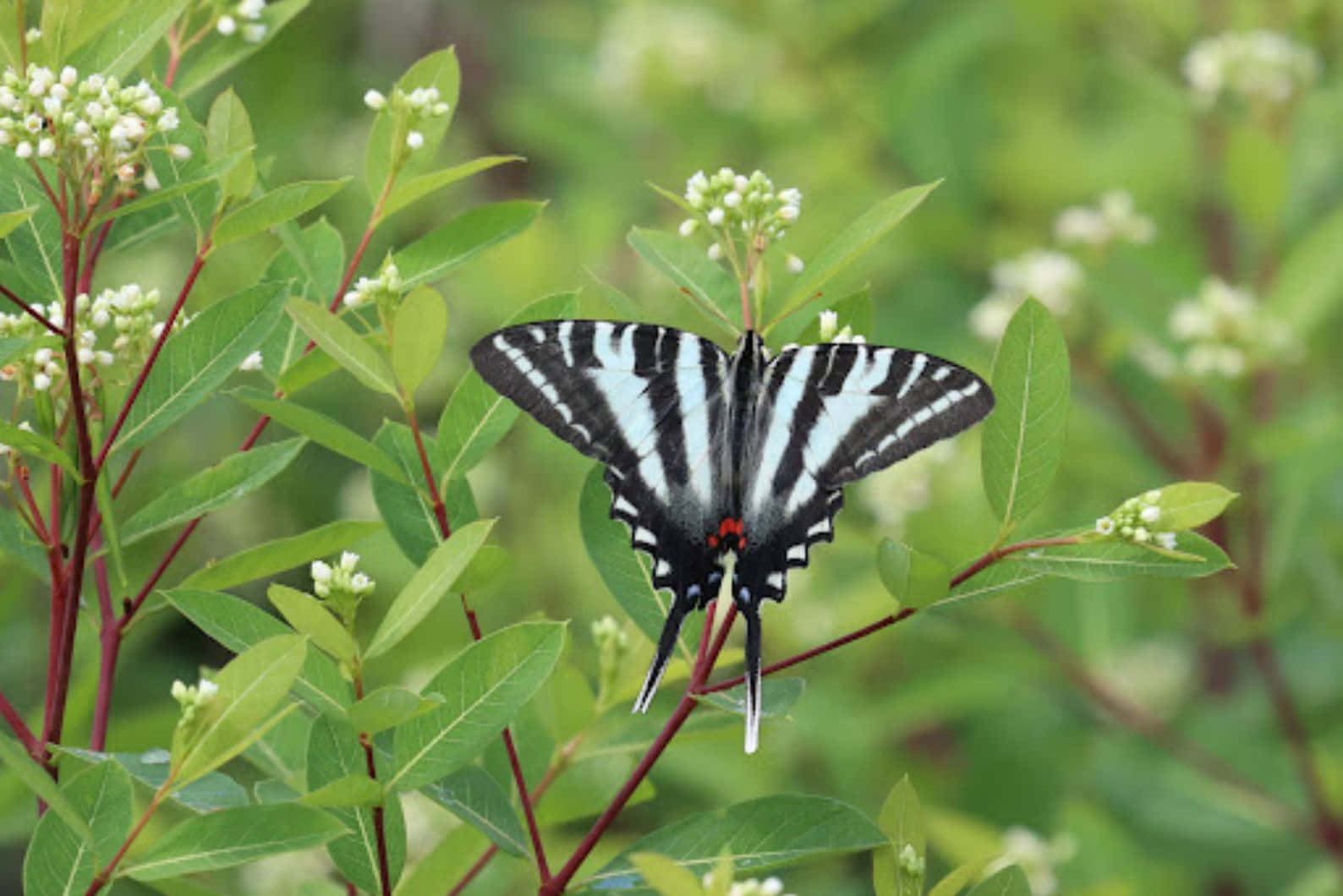 Zebra Swallowtail Butterflyon Flowers Wallpaper