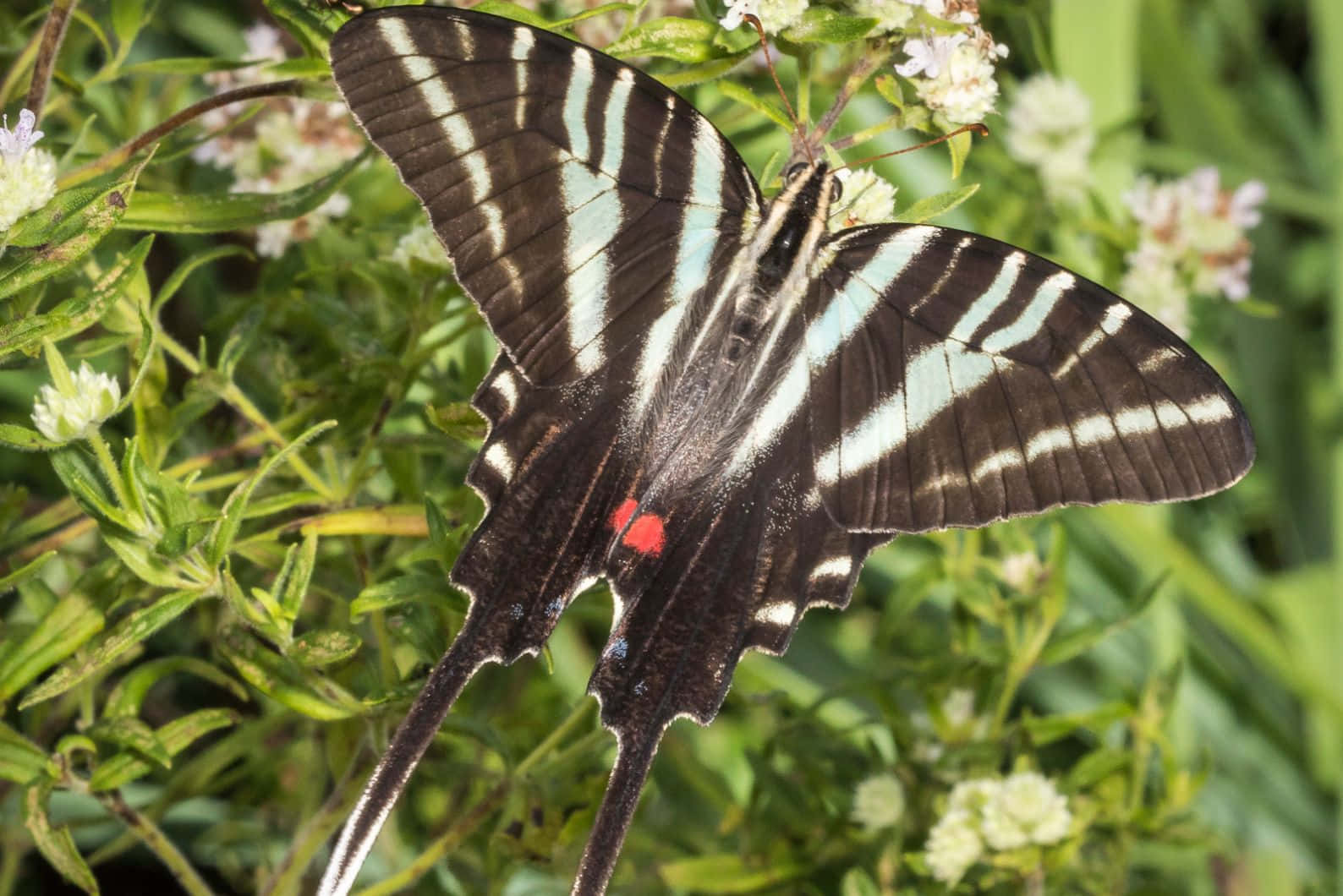 Zebra Swallowtail Butterflyon Flowers.jpg Wallpaper