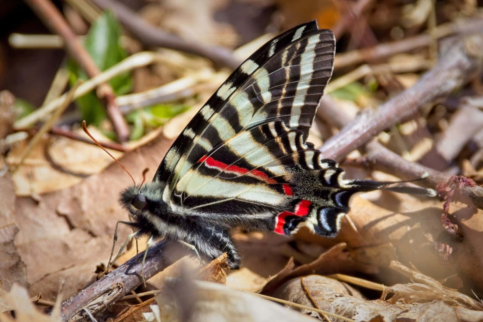 Zebra Swallowtail Butterflyon Forest Floor Wallpaper