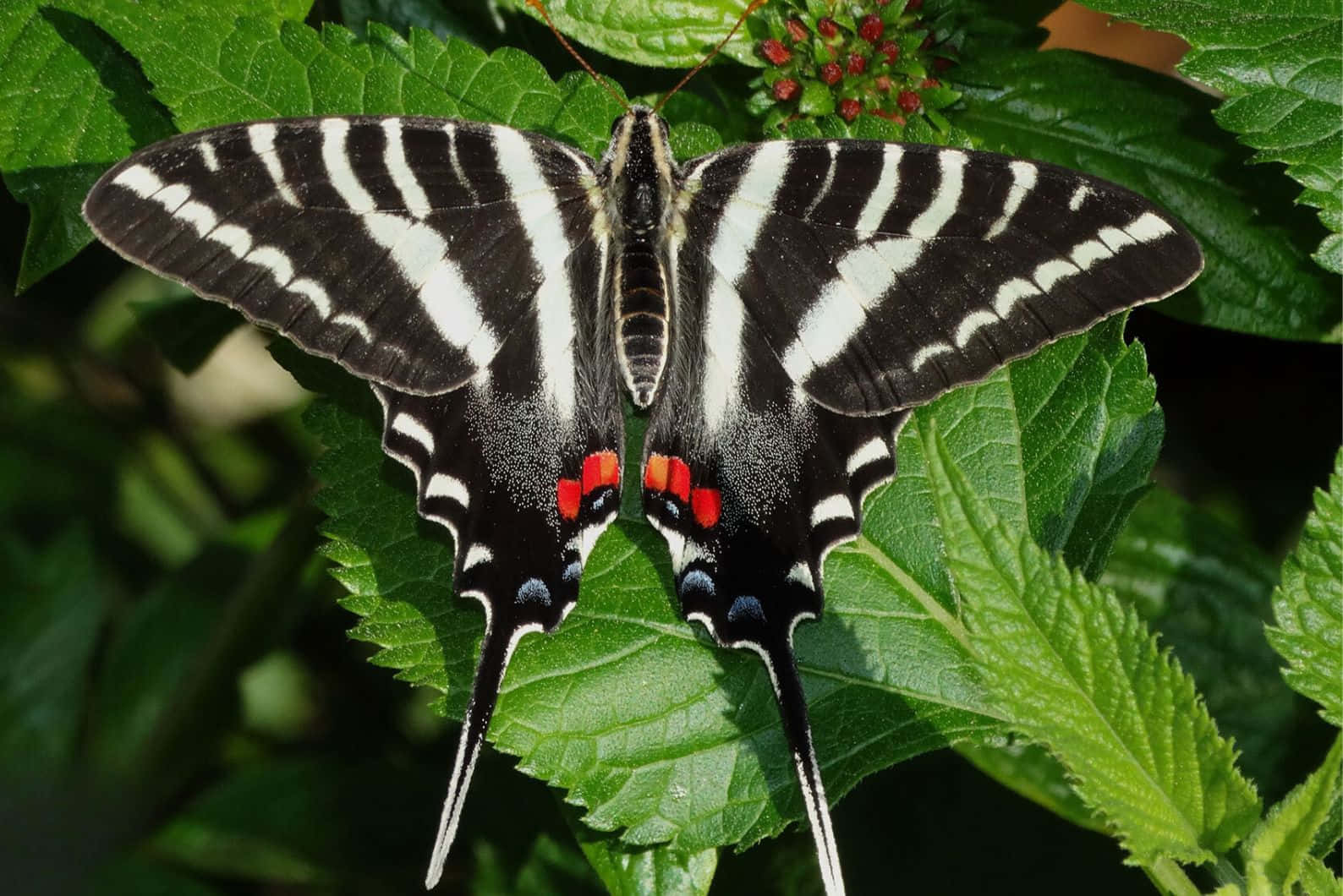 Zebra Swallowtail Butterflyon Green Leaves Wallpaper