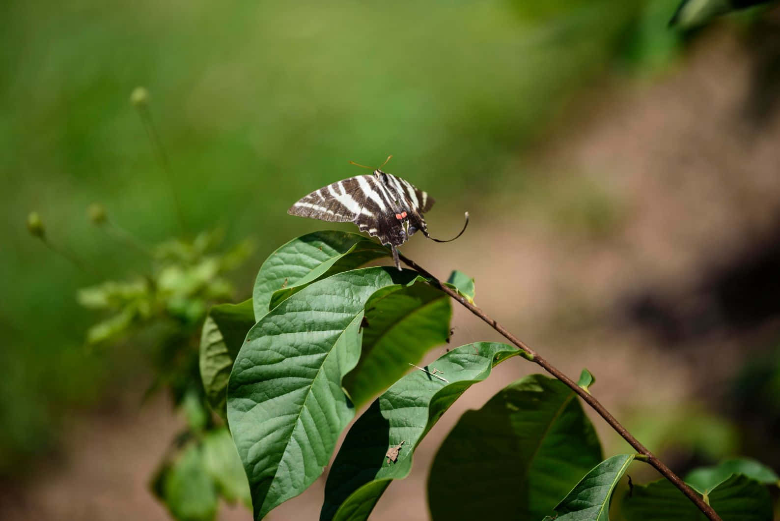 Zebra Swallowtail Butterflyon Leaf Wallpaper