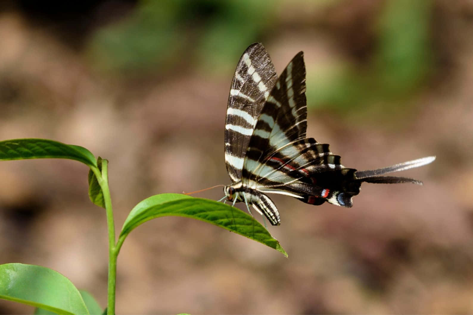 Zebra Swallowtail Butterflyon Leaf Wallpaper