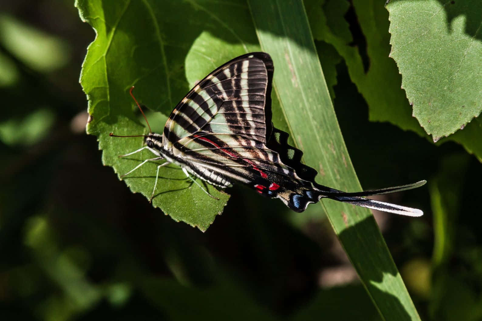 Zebra Swallowtail Butterflyon Leaf Wallpaper