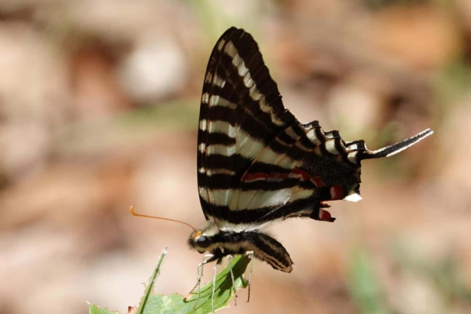 Zebra Swallowtail Butterflyon Leaf Wallpaper