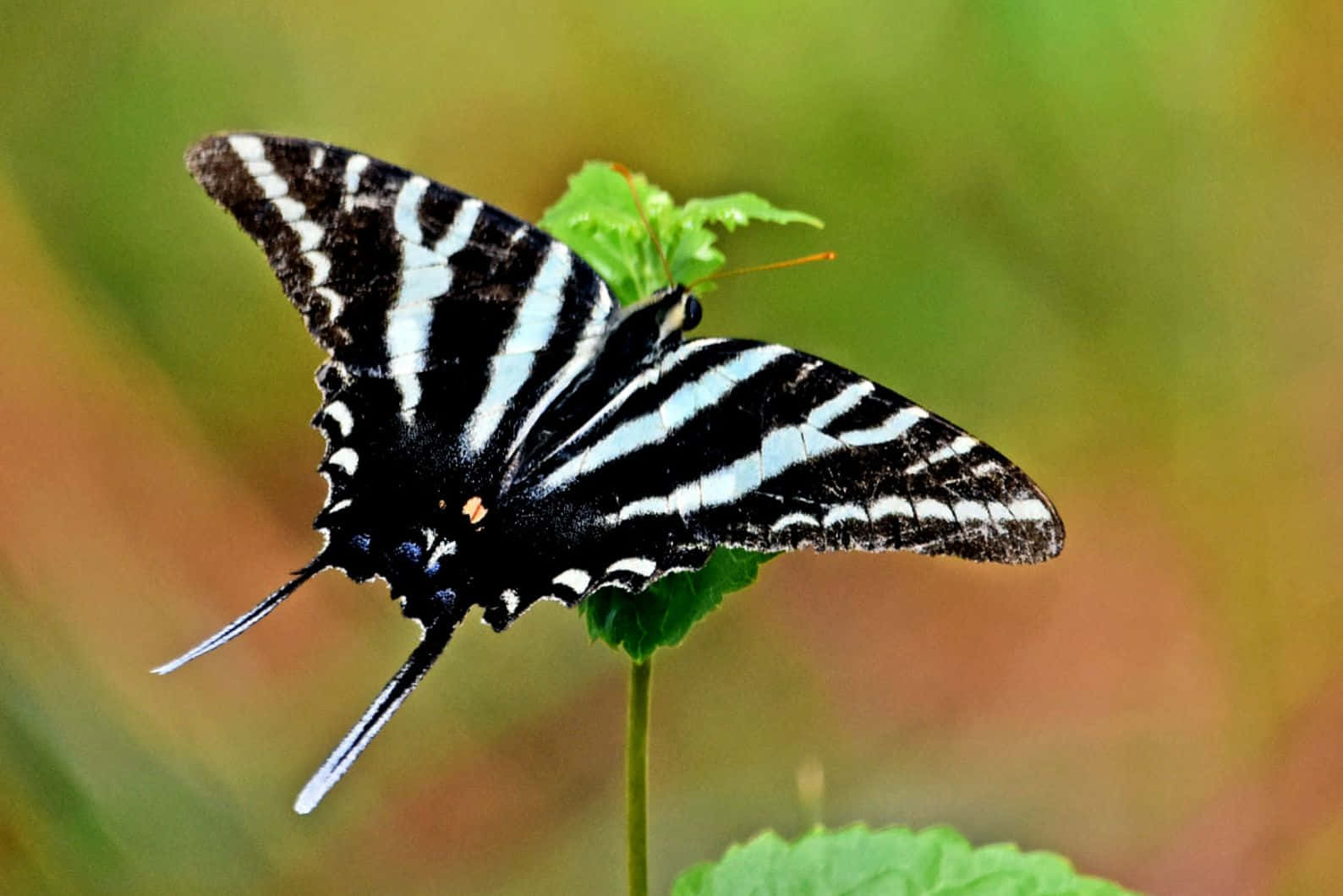 Zebra Swallowtail Butterflyon Leaf Wallpaper