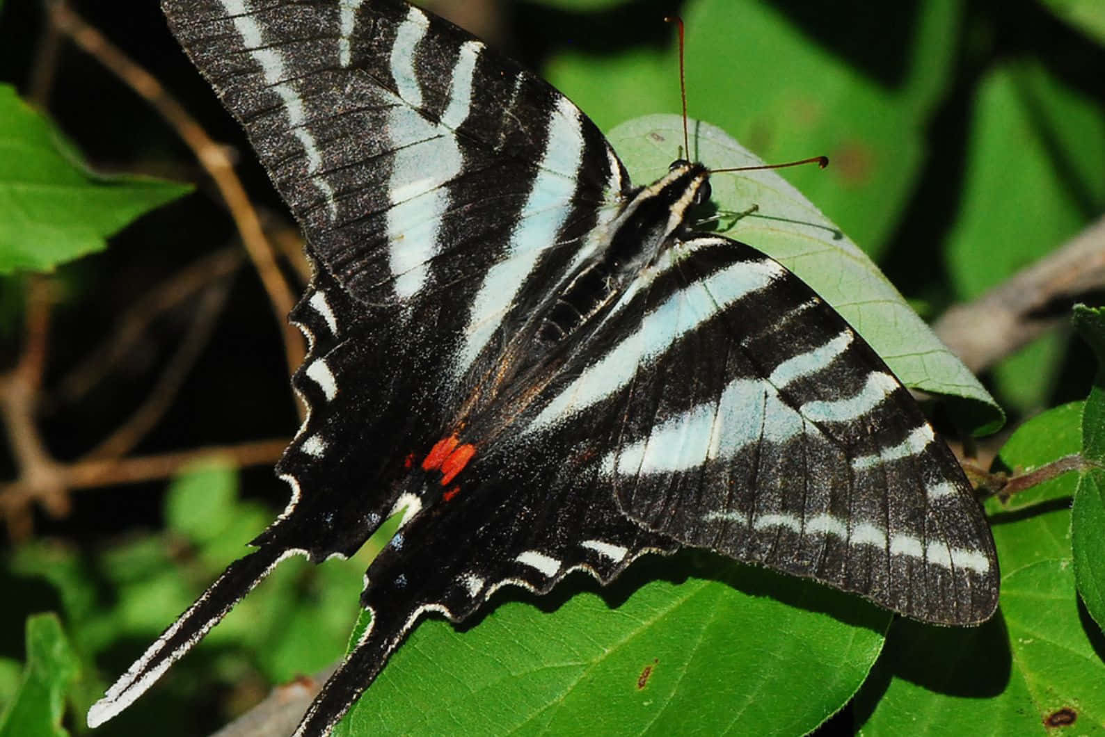 Zebra Swallowtail Butterflyon Leaf Wallpaper