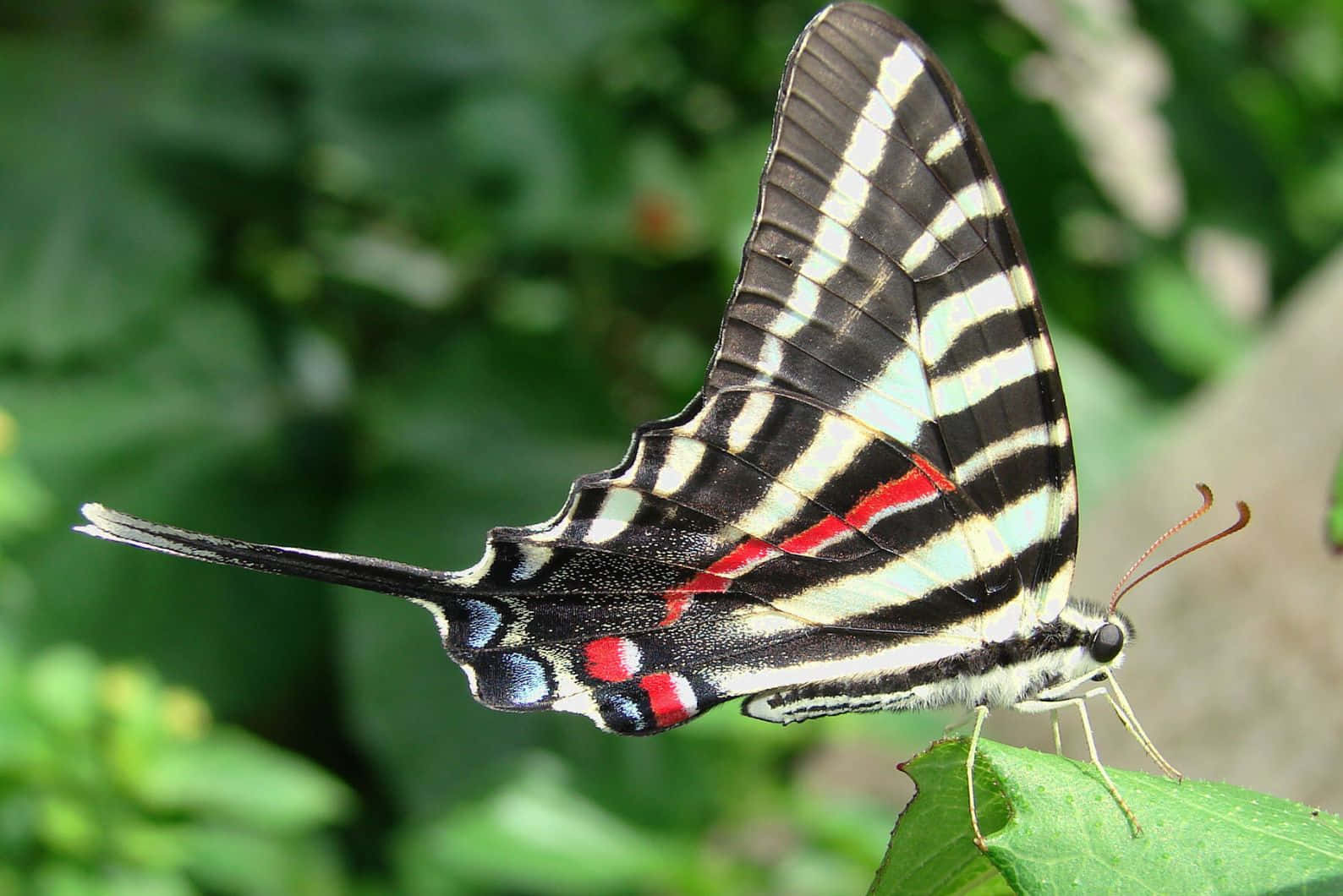 Zebra Swallowtail Butterflyon Leaf Wallpaper