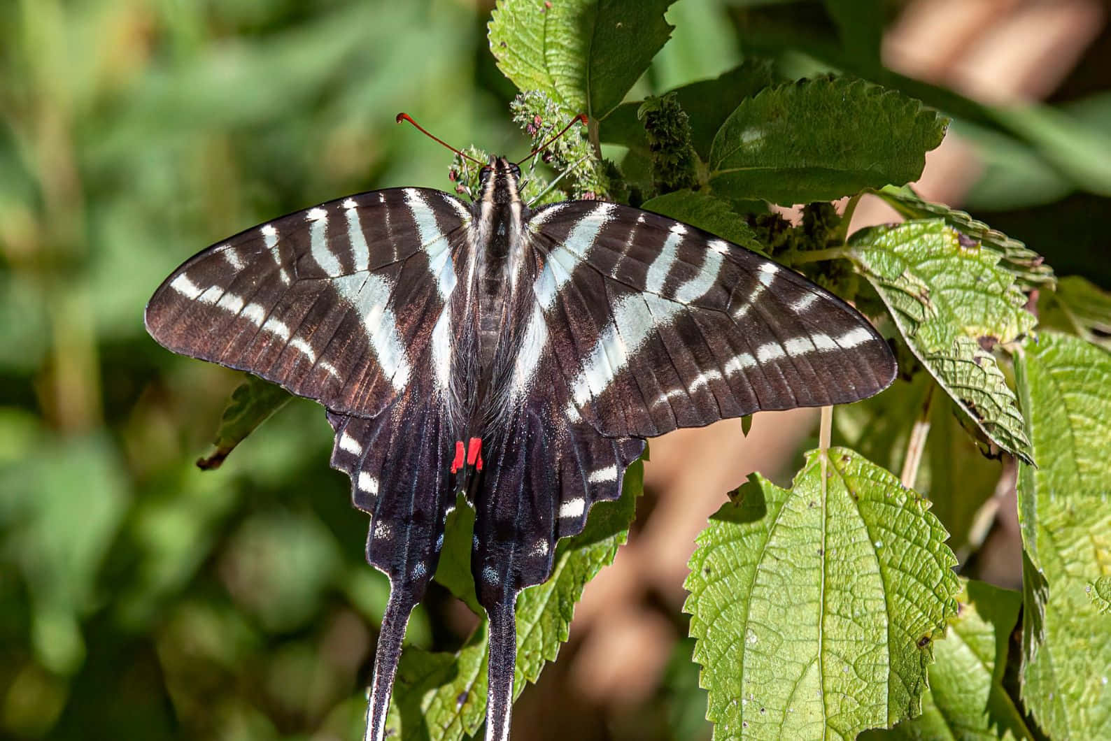 Zebra Swallowtail Butterflyon Leaves Wallpaper