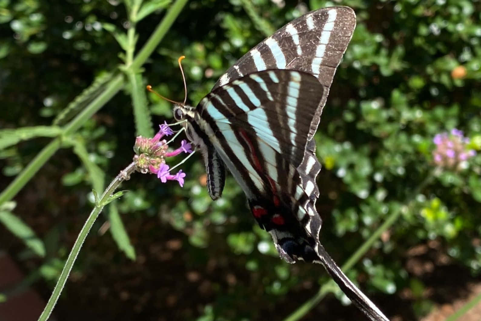 Zebra Swallowtailon Flower Wallpaper