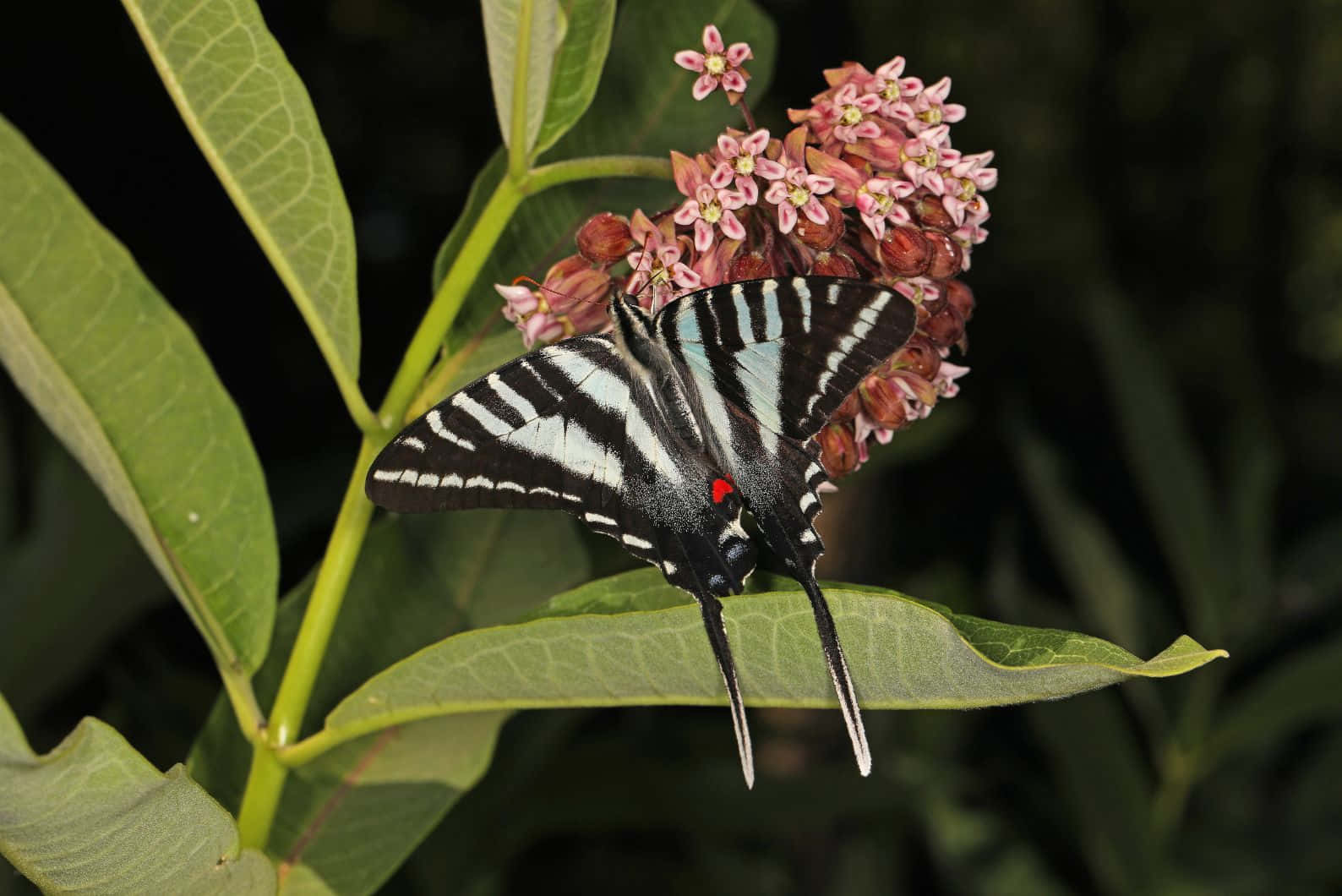 Zebra Swallowtailon Pink Flowers Wallpaper