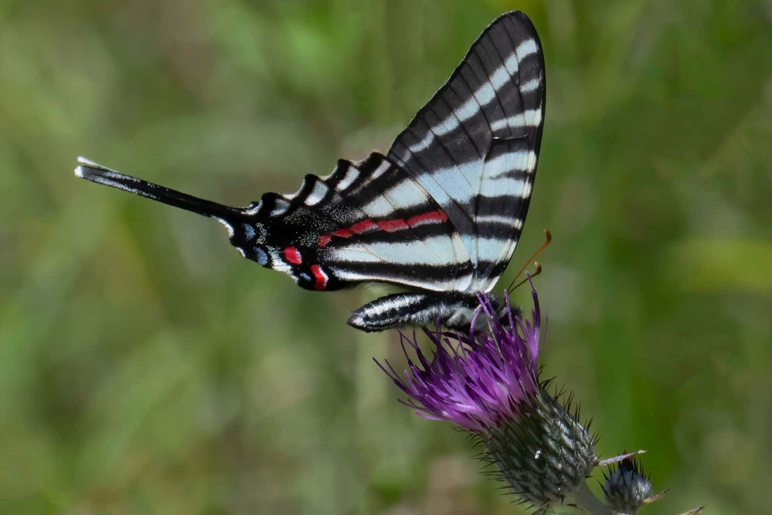 Zebra Swallowtailon Thistle.jpg Wallpaper