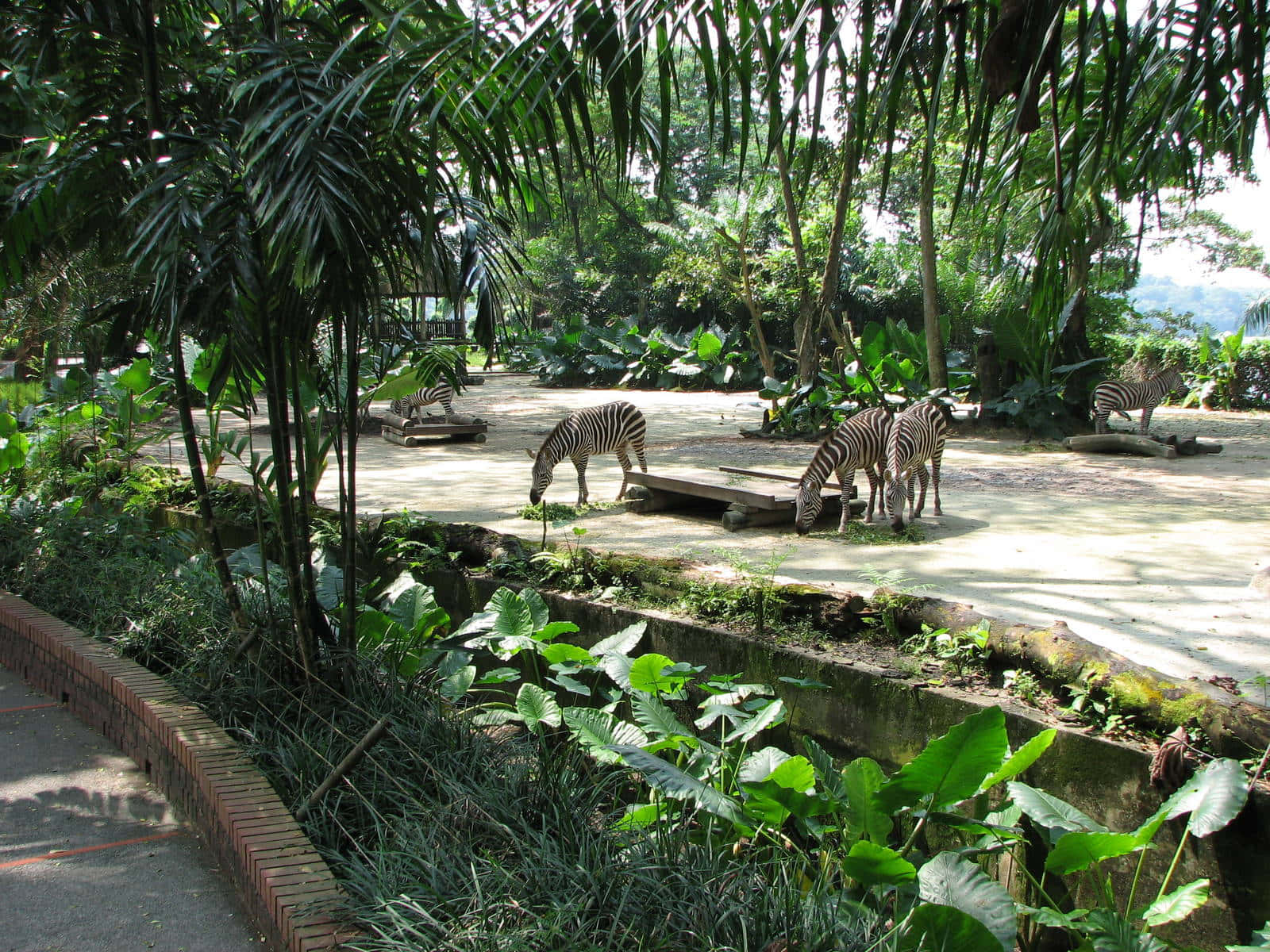 Zebras_at_ Singapore_ Zoo Wallpaper