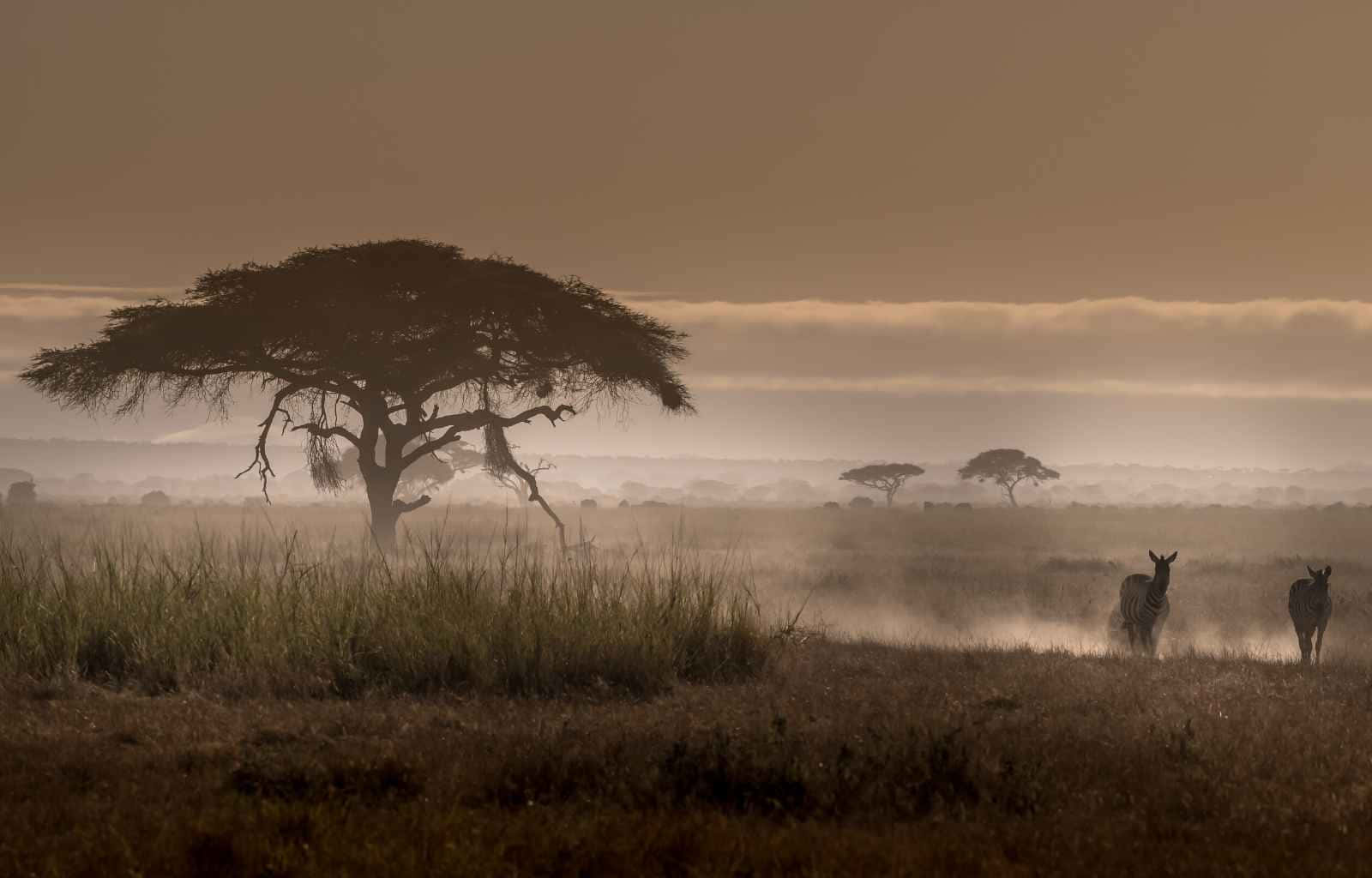 Zebras In Masai Mara National Reserve Wallpaper