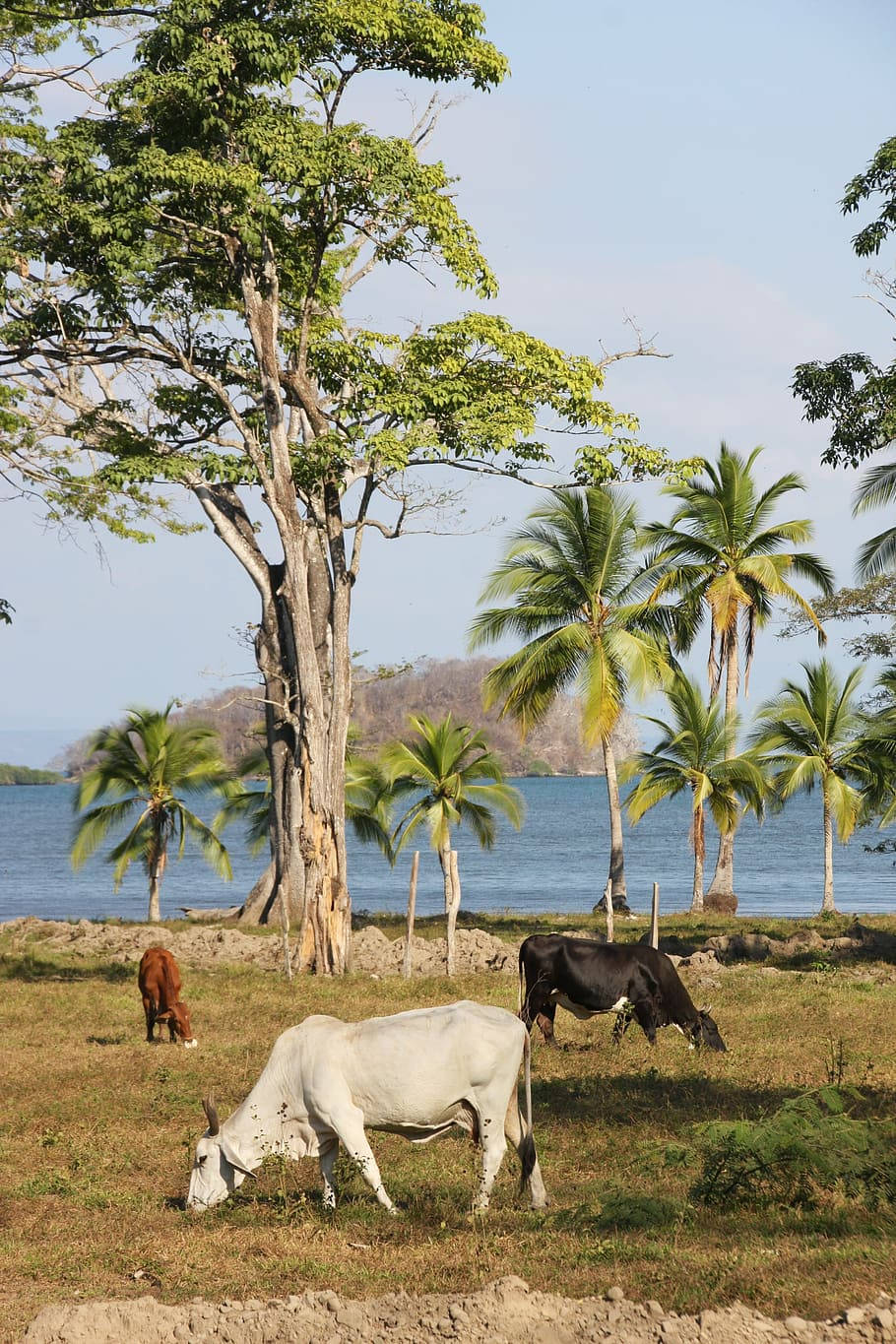 Zebu Cattles Grazing Peacefully On A Farm Wallpaper