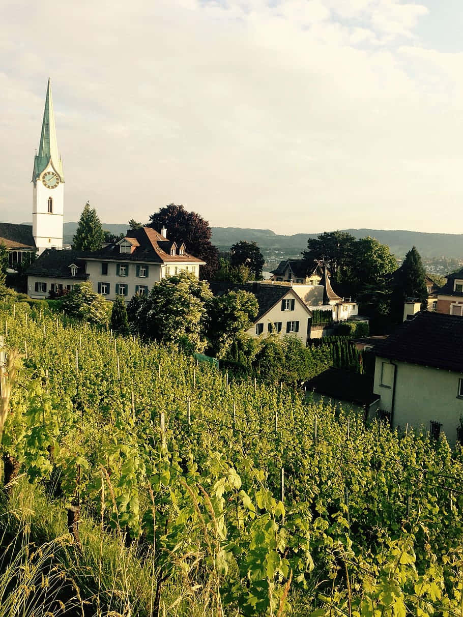 Zollikon Village Church Vineyard View Wallpaper