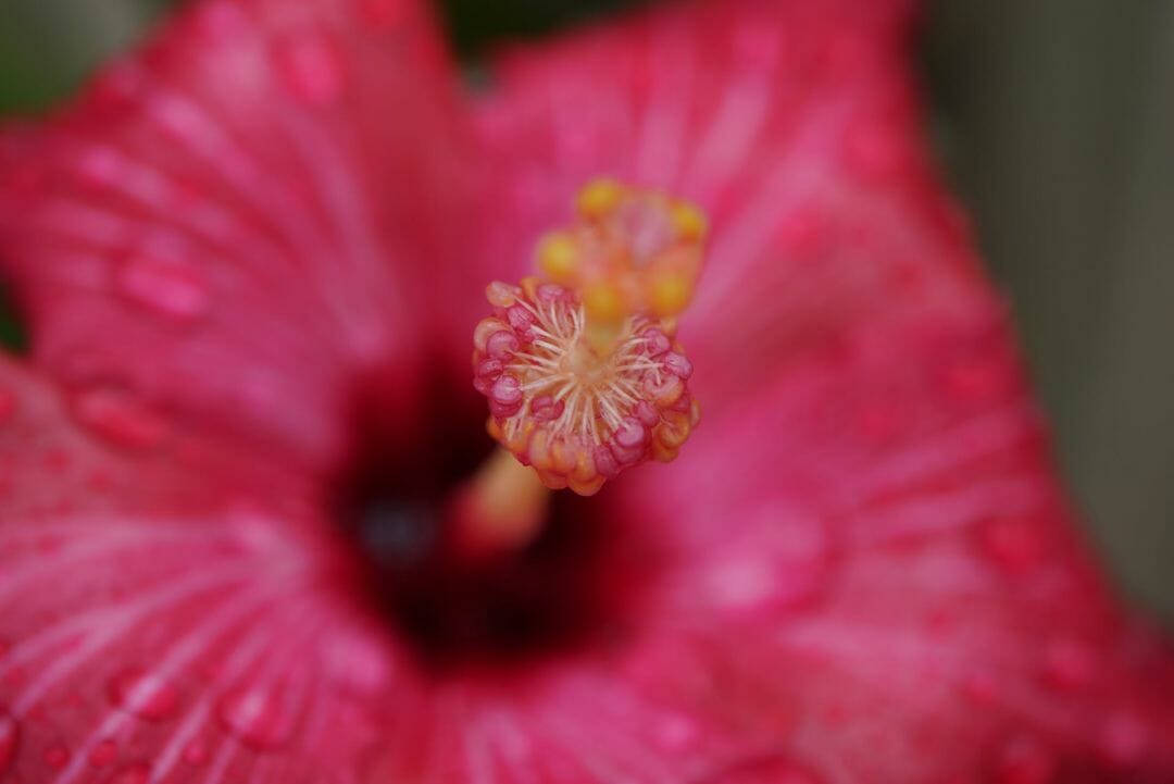 Zoom Flower Hibiscus Pink Wallpaper